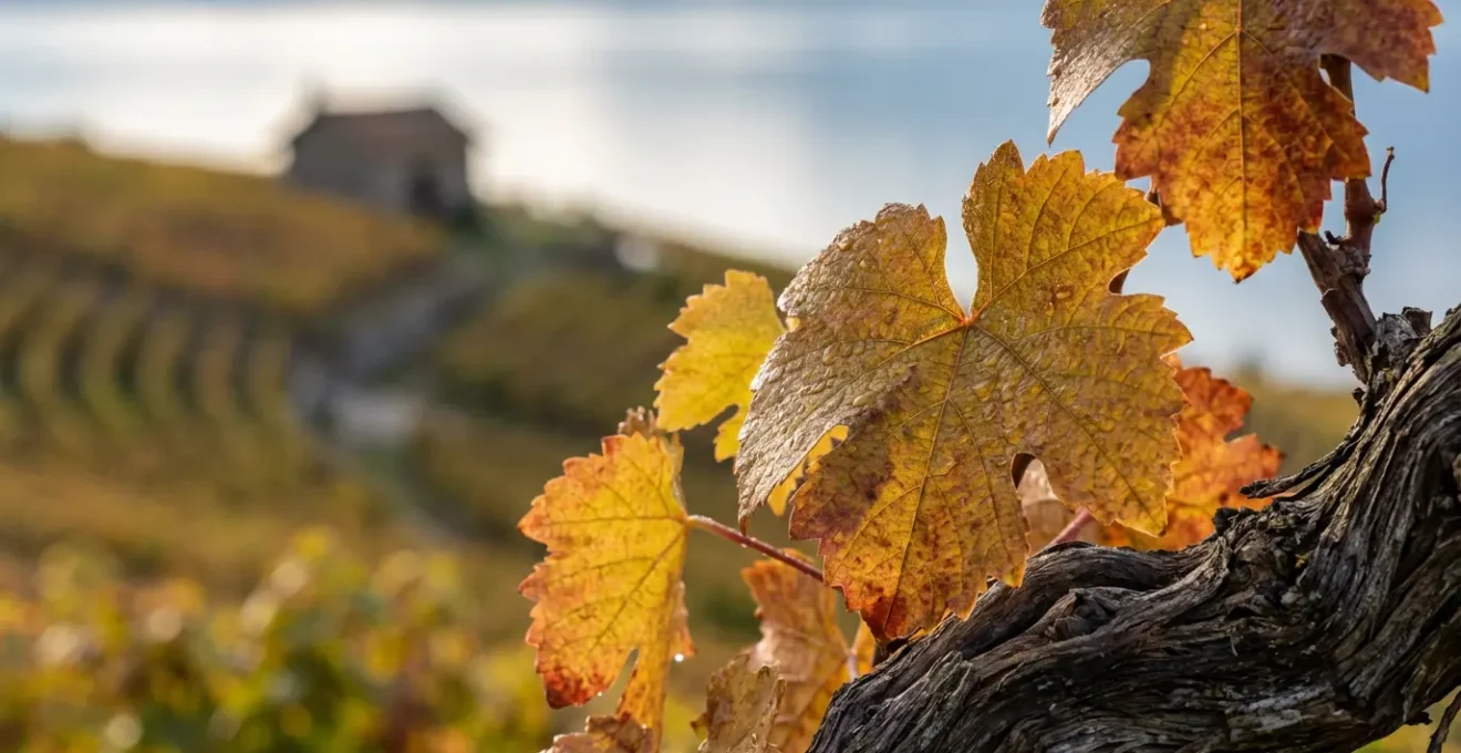 Vignobles en terrasses du Lavaux en automne avec feuilles dorées surplombant le lac Léman